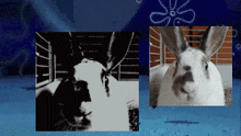 Canny And Uncanny Cat Canny And Uncanny Rabbit GIF - Canny And Uncanny Cat Canny And Uncanny Rabbit Canny GIFs
