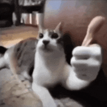 a cat is sitting on a couch and giving a thumbs up .