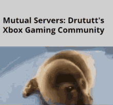 Mutual Servers Drututt GIF