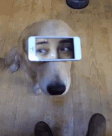 a dog wearing a cell phone on its face