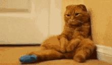 Kitty Miss GIF - Kitty Miss You GIFs
