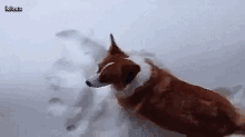 Corgin Falling Into Snow GIF - Deep Snow Falling In Snow GIFs