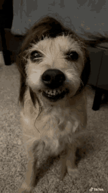 Dog Smile GIF - Dog Smile Smiley GIFs