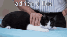 Adrien Adrien Cat GIF