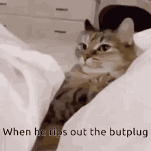 Butplug GIF - Butplug GIFs