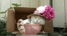 Cute Cat Diva GIF - Cute Cat Cat Diva GIFs