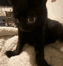 Black Cat Jimin GIF - Black Cat Jimin Jungkook GIFs