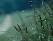 a field of tall grass with water drops on the leaves
