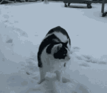 Snow Scary GIF - Snowing Winter Cat GIFs