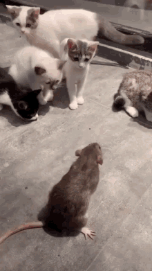 Cat And Mouse Cat Slap GIF - Cat And Mouse Cat Slap Cat GIFs