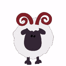 sheep animal