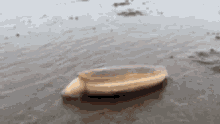 Clam Digging GIF - Clam Digging GIFs