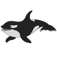 whale orca