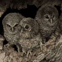 stare owl stone robert e fuller look observe