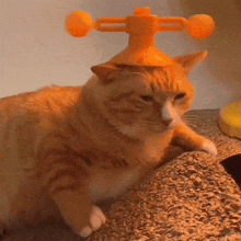 Cat Orange GIF