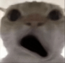 a close up of a cat 's face with its mouth open .