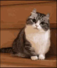 Cat Distorted GIF - Cat Distorted GIFs