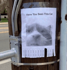 HAVE YOU SEEN HIM