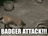 Badger Fox GIF - Badger Fox Attack GIFs