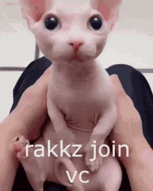 Rakkz Join Vc Bingus GIF - Rakkz Join Vc Bingus Cat GIFs