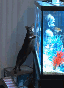 Abyssinian Fish Tank GIF - Abyssinian Fish Tank Adorable Cat GIFs