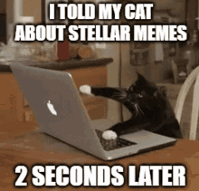 Buy The Dip Cat Typing GIF - Buy The Dip Cat Typing Stellar GIFs