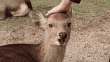 Stroke Deer GIF - Stroke Deer Cute GIFs