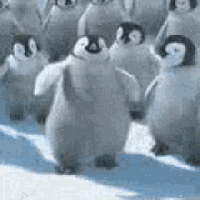 Penguin Dancing GIF - Penguin Dancing Funny GIFs