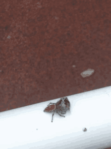 Spider Fly GIF - Spider Fly Eat GIFs