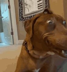 Bellebows Happy Dog GIF - Bellebows Happy Dog Dog GIFs