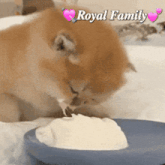 a dog is eating ice cream from a blue bowl with the words royal family written above it