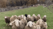 Sheep Blacksheep GIF - Sheep Blacksheep Black GIFs