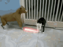 Cat Dog GIF - Cat Dog Jump GIFs