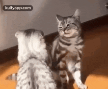Even Cats Are Now Doing Judo At Home.Gif GIF - Even Cats Are Now Doing Judo At Home Cat Angry GIFs