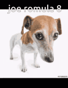 Joe Romula GIF - Joe Romula GIFs