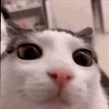 a close up of a cat 's face looking at the camera with a surprised look on its face .