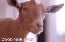 Goat Chewing GIF - Goat Chewing Staring GIFs