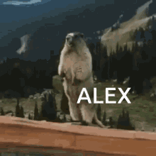 Alex Calling Out GIF - Alex Calling Out Marmot GIFs