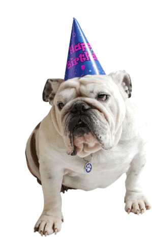 Birthday Bulldog Sticker - Birthday Bulldog Des Moines Stickers