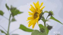 Sunflower Love On The Spectrum GIF - Sunflower Love On The Spectrum Summer Flower GIFs