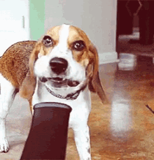 Dogs Eating GIF - Dogs Eating GIFs