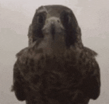 a close up of a falcon 's face looking at the camera .