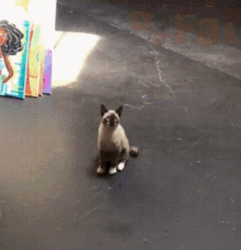 Cat Funny GIF - Cat Funny Crazy GIFs