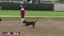 Dog Steals Phiffers Glove GIF - Softball Dog Steal GIFs
