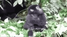 Gorilla Youngling GIF - Gorilla Youngling Drunk Friend GIFs