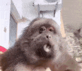 бибизяна бибизяны GIF - бибизяна бибизяны обезьяна GIFs