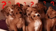 Dogs Confused GIF - Dogs Confused What GIFs