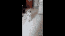 a small dog is standing on a carpeted floor .