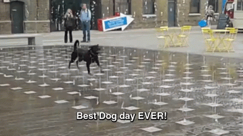 The 20 Greatest Dog GIFs of All Times
