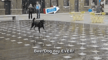 Best Dog Day Ever - Best GIF - Best Dog Day Best Dog Day GIFs